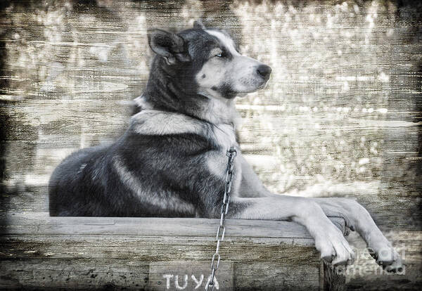 Dog Art Print featuring the photograph TUYA - Sled Dog of Denali by Dyle  Warren