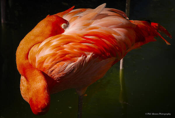 Flamingo Art Print featuring the photograph Sleeping Flamingo by Phil Abrams