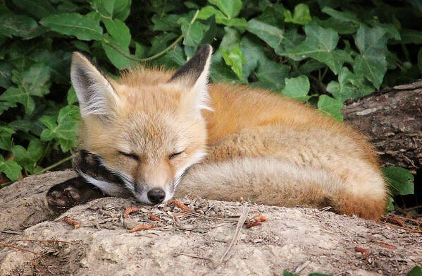 Young Art Print featuring the photograph Sleeping Young Fox by Stacy Abbott