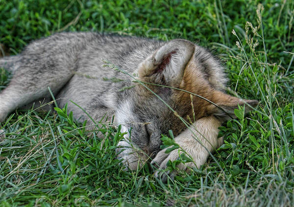 Wolf Art Print featuring the photograph Sleepy Pup by Shari Jardina