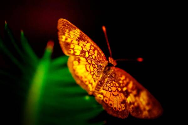  Art Print featuring the photograph Small Butterfly by Gerald Kloss