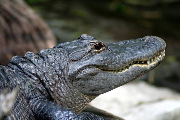 Alligator Art Print featuring the photograph Smiling Alligator by Valerie Collins