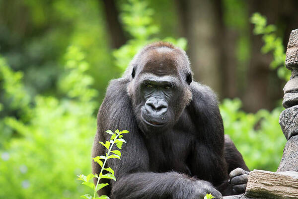 Animal Themes Art Print featuring the photograph Smirk Gorilla by Photo By Mike Lanzetta