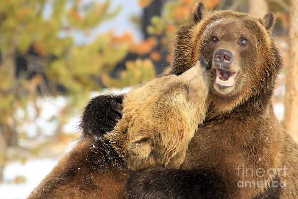 Grizzly Bear Art Print featuring the photograph Smooch by Adam Jewell