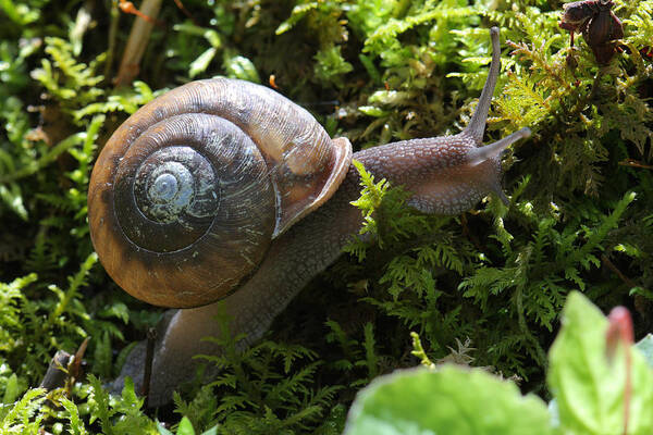 Snail In Moss Art Print featuring the photograph Snail In Moss by Daniel Reed
