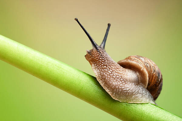 Snail Art Print featuring the photograph Snail on green stem by Johan Swanepoel