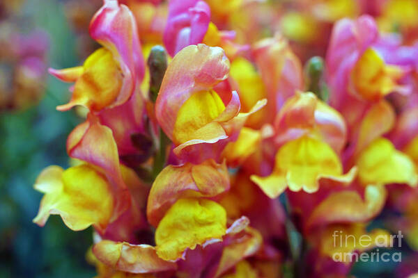 Snapdragon Art Print featuring the photograph Snapdragons by Cassandra Buckley