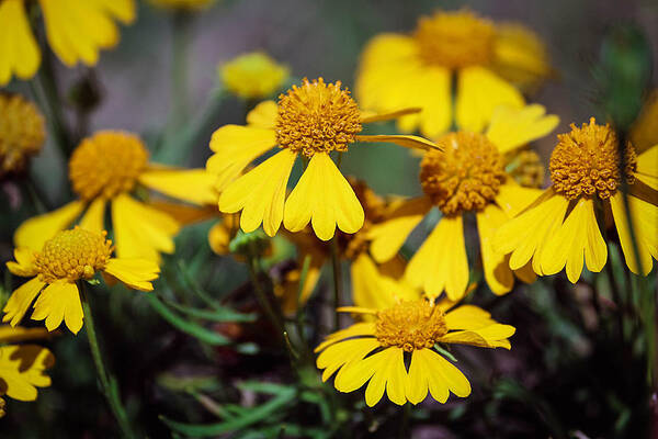Sneezeweed Flowers Art Print featuring the photograph Sneezeweed by Ester McGuire