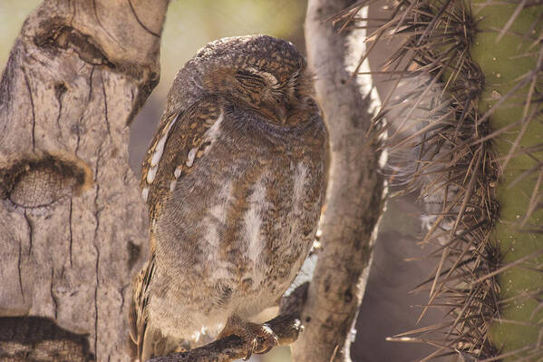 Owl Art Print featuring the photograph Snoozing II by Mike Stephens