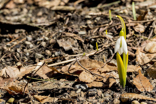 Snowbell Art Print featuring the photograph Snow Bell Spring Has Sprung by Brad Marzolf Photography