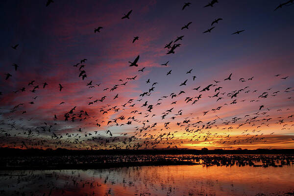 Scenics Art Print featuring the photograph Snow Geese At Bosque Del Apache by Pat Gaines