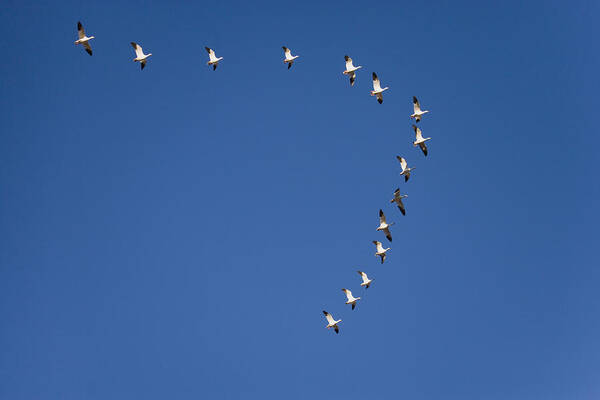 Feb0514 Art Print featuring the photograph Snow Geese Flying In Formation Bosque by Tom Vezo