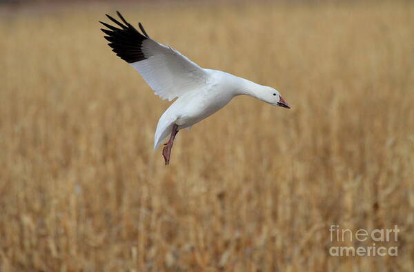 Snow Goose Art Print featuring the photograph Snow goose landing by Ruth Jolly