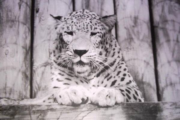 #snowleopard #white #spotted #florida #animalpark Art Print featuring the photograph White Snow Leopard Chillin by Belinda Lee