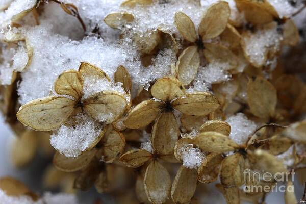 Snow Art Print featuring the photograph Snow on hydrangea by Jim Gillen