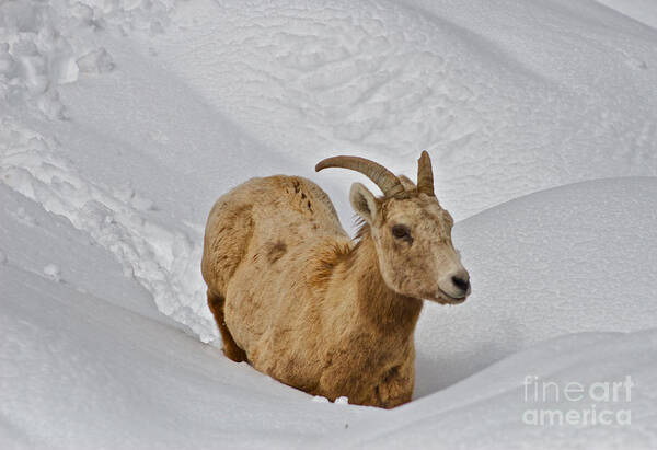 Sheep Art Print featuring the photograph Snow Plowing by Kate Purdy