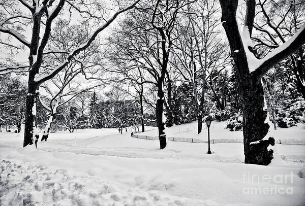 Snow Art Print featuring the photograph Snow Scene by Madeline Ellis