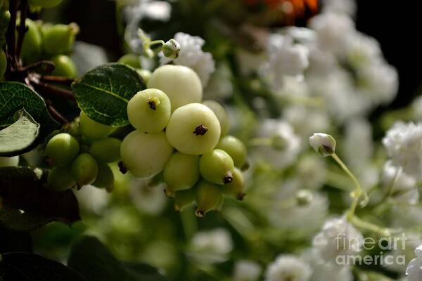 Snow Art Print featuring the photograph Snowberries by Scott Lyons
