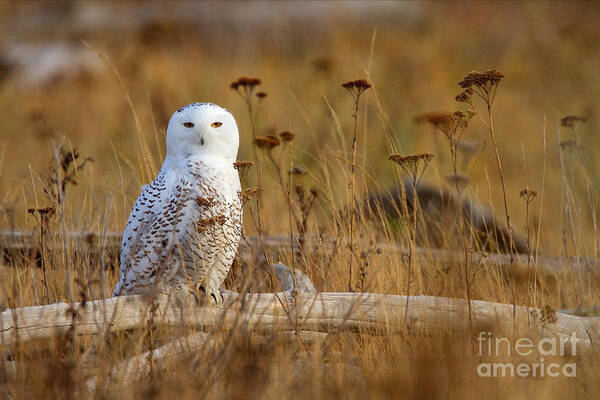 Snowy Owl Art Print featuring the photograph Snowy by Aaron Whittemore