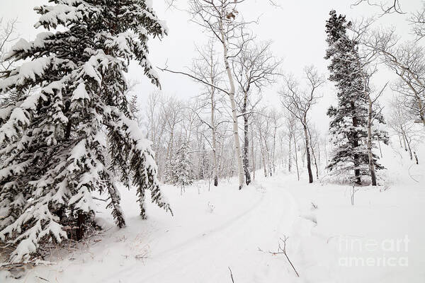 Alaska Art Print featuring the photograph Snowy backcountry winter trail in Yukon T Canada by Stephan Pietzko