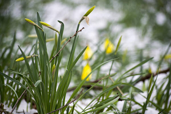 Daffodils Art Print featuring the photograph Snowy Daffodils by Spikey Mouse Photography