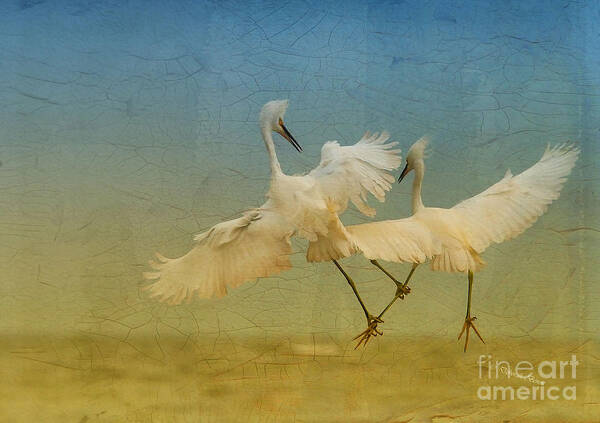 Egrets Art Print featuring the photograph Snowy Egret Dance by Deborah Benoit