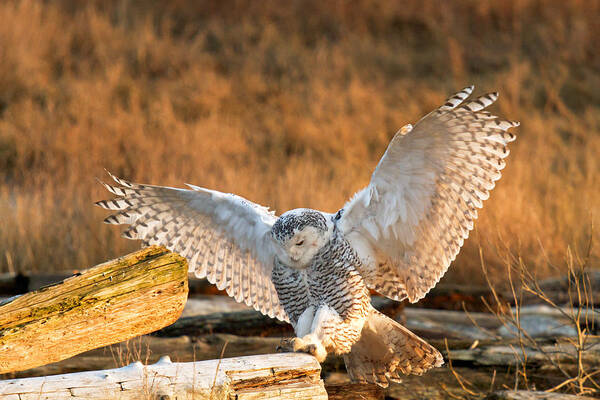 Snowy Owl Art Print featuring the photograph Snowy Owl - Bubo scandiacus by Michael Russell