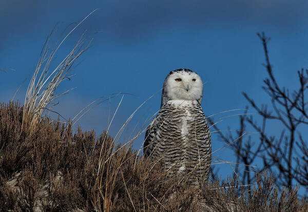 Snowy Owl Art Print featuring the photograph Snowy Owl in the Dunes by Duane Cross