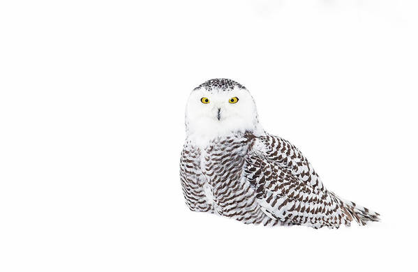 Owl Art Print featuring the photograph Snowy Owl In Winter Snow by Jim Cumming