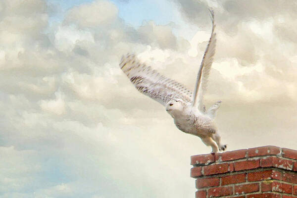 Audubon Art Print featuring the photograph Snowy Owl in Flight by Karen Lynch