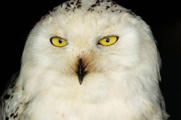 Barn Art Print featuring the photograph Snowy Owl by Mark Llewellyn