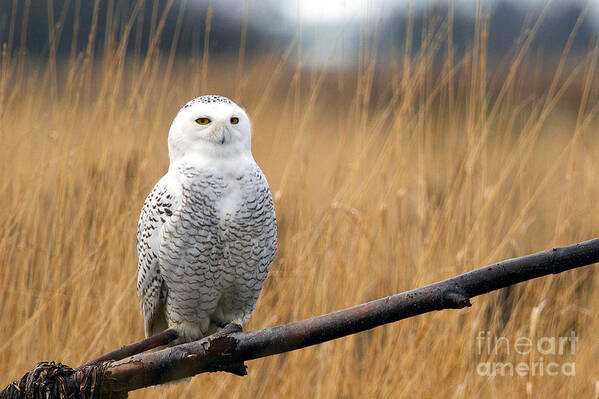 Snowy Owl Art Print featuring the photograph Snowy Owl on Branch by Sharon Talson