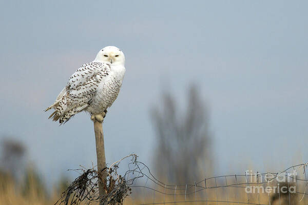 Snowy Owl Art Print featuring the photograph Snowy Owl on Fence Post 2 by Sharon Talson