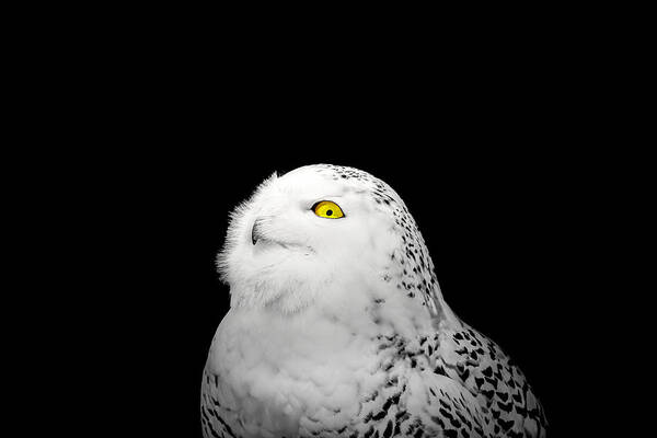 Animal Art Print featuring the photograph Snowy Owl by Peter Lakomy