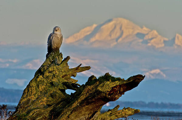 Snowy Owl Art Print featuring the photograph Snowy owl with Mt.Baker by Hisao Mogi