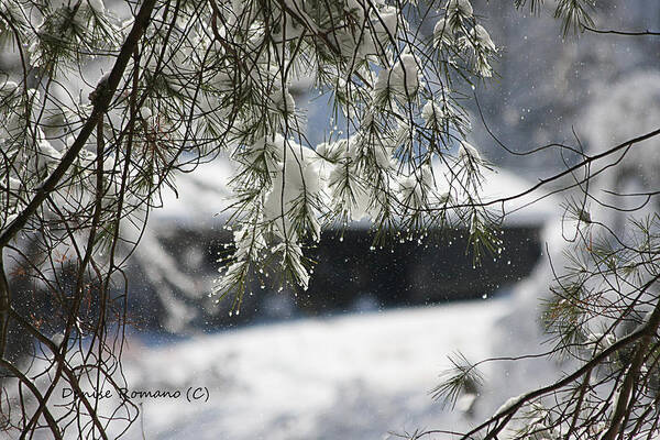 Snow Art Print featuring the photograph Snowy Pine by Denise Romano
