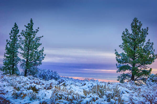 Snow Art Print featuring the photograph Snowy Sunset by Janis Knight