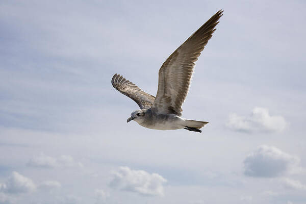 Seagull Art Print featuring the photograph Soaring Gull by Daniel Murphy