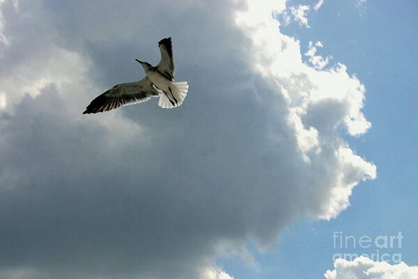Bird Art Print featuring the photograph Soaring by Jeanne Forsythe
