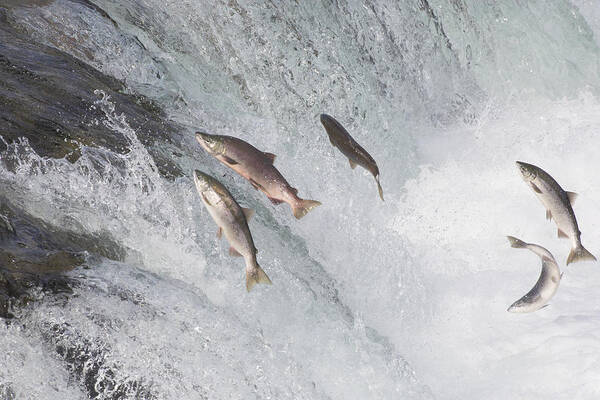 Feb0514 Art Print featuring the photograph Sockeye Salmon Jumping Brooks Falls by Matthais Breiter