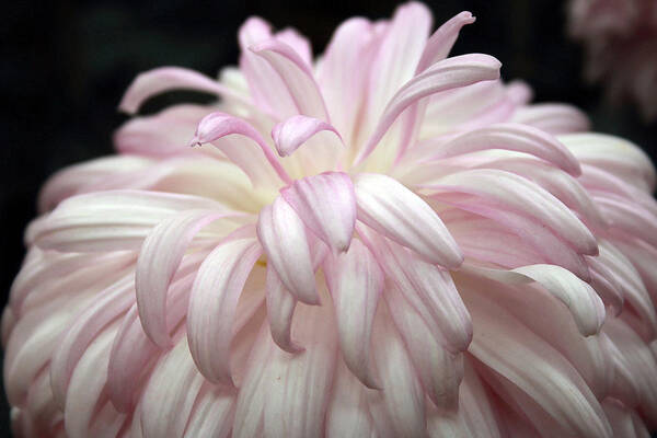 Mums Art Print featuring the photograph Soft Petals II by Mary Haber