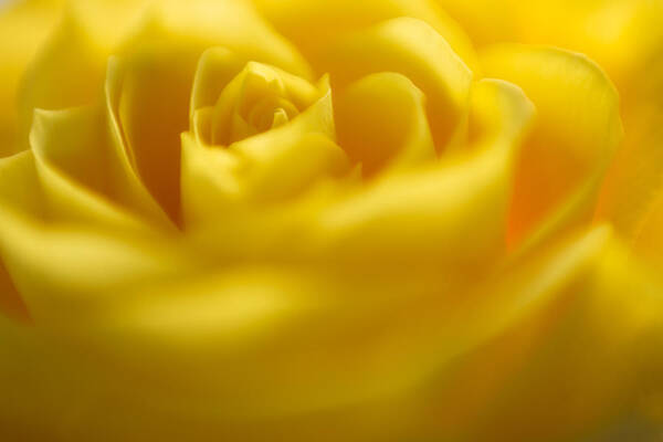 Rose Art Print featuring the photograph Soft Yellow Rose by Nigel R Bell