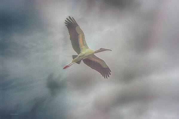 Wood Stork Art Print featuring the photograph Solo Flight by Dennis Baswell