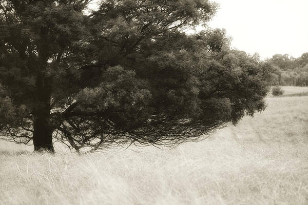Tree Art Print featuring the photograph Somewhere to Dream by Amy Weiss