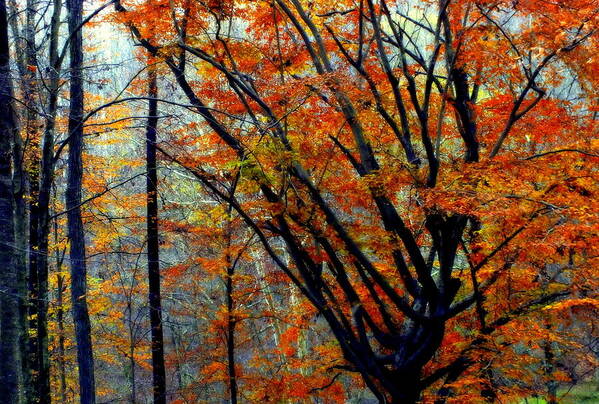 Autumn Art Print featuring the photograph SONG of AUTUMN by Karen Wiles