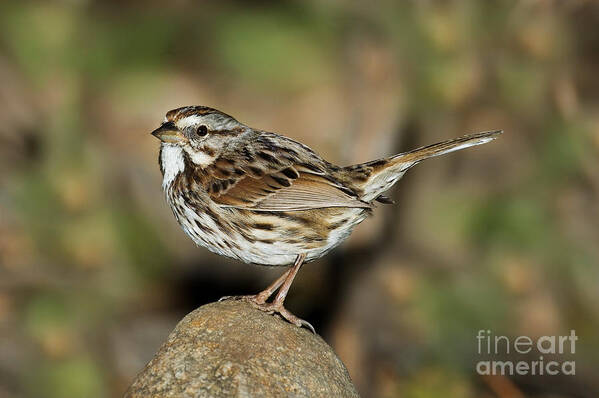 Song Sparrow Art Print featuring the photograph Song Sparrow by Anthony Mercieca