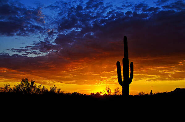 Sunset Art Print featuring the photograph Sonoran Style Sunset by Saija Lehtonen