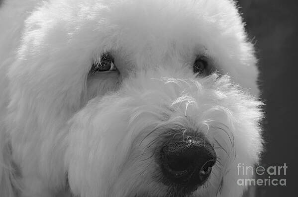 Old English Sheep Dog Art Print featuring the photograph Soulful Eye's Old English Sheep Dog by Peggy Franz