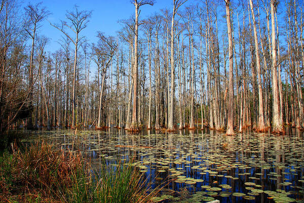 Photography Art Print featuring the photograph South Carolina Swamps by Susanne Van Hulst