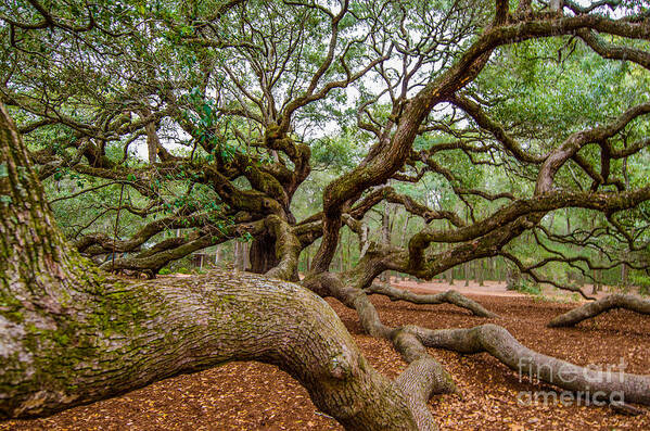 Angel Oak Tree Art Print featuring the photograph Southern Angel by Dale Powell